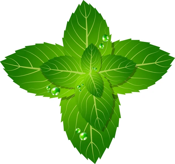 Mint leaf — Stock Vector
