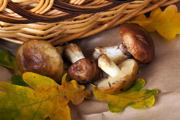 stock image Still life of mushrooms Yellow Boletus