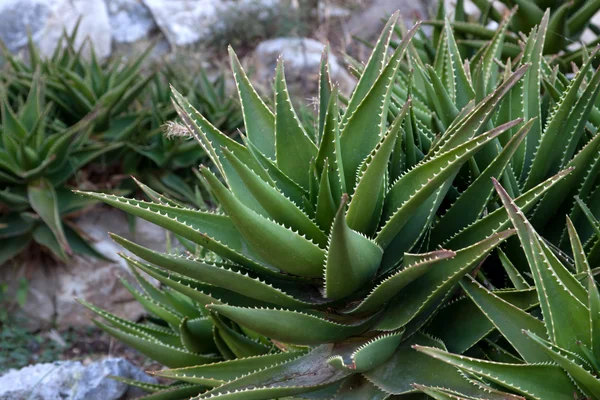 Aloe Plant — Stock Photo, Image