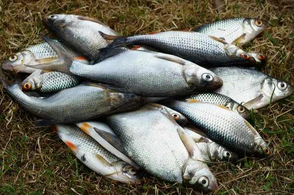 stock image Fish, spring fishing