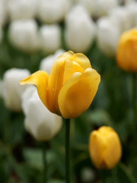 stock image The tulips, blooming in a garden.