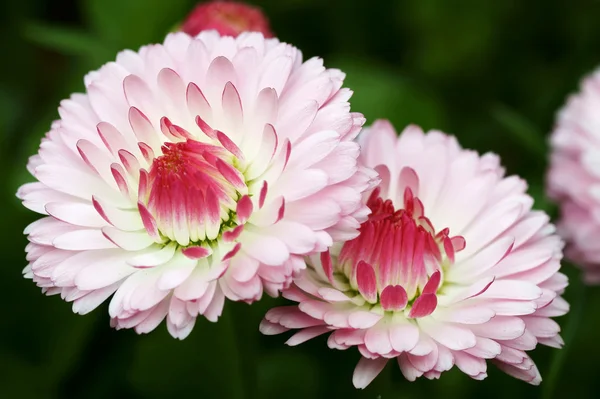 Daisy flowers close up — Stock Photo, Image