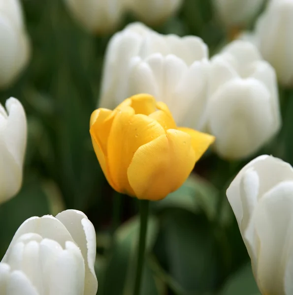 stock image The tulips, blooming in a garden.