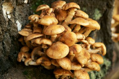 mantar huş ağacı gövde üzerinde agarics tatlım