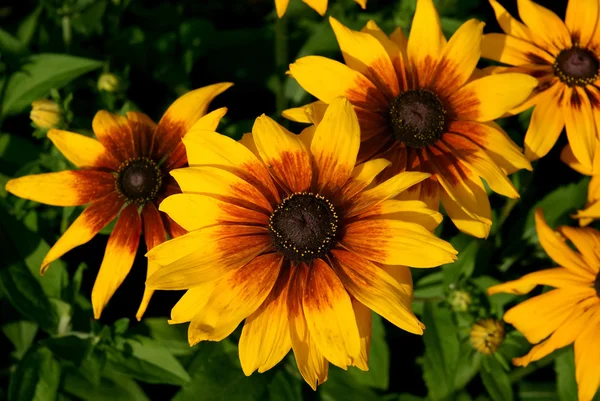 stock image Black-eyed Susan