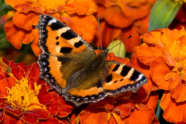 坐在万寿菊上的蝴蝶 — 图库照片