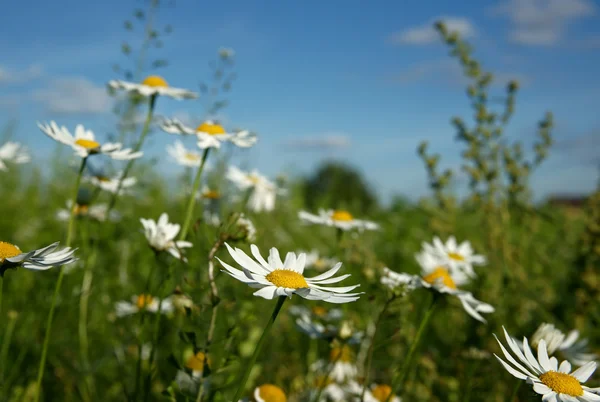 Stock image Camomiles against the dark blue sky