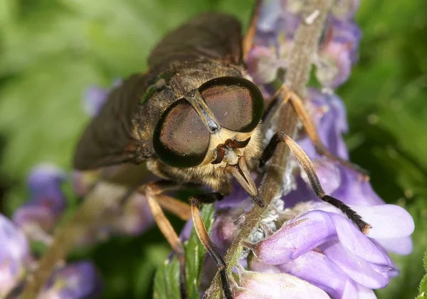 The gadfly on a flower Stock Image