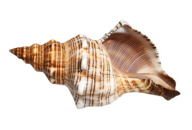 Sea cockleshell on a white background clipart