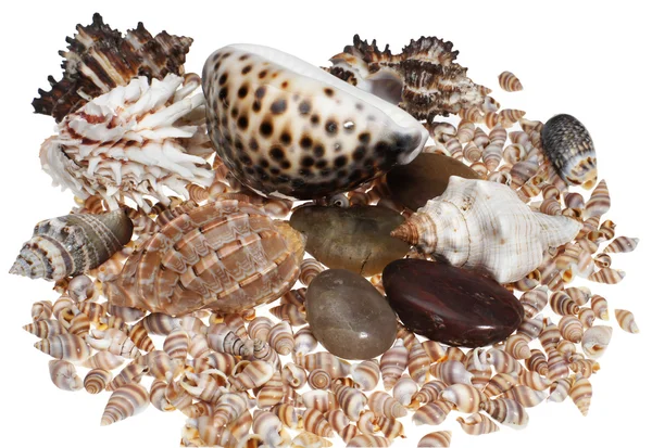 Sea cockleshells on a white background — Stock Photo, Image