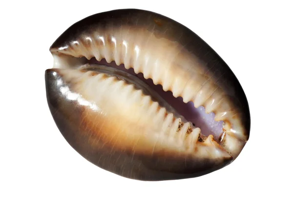 Sea cockleshell on a white background — Stock Photo, Image