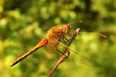 The big dragonfly on a branch clipart