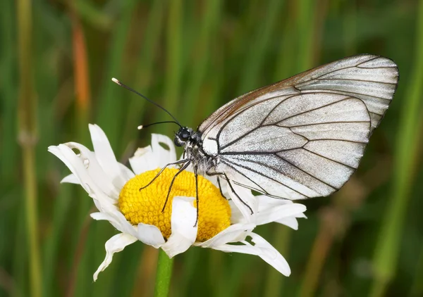 카밀레 꽃에 나비 — 스톡 사진