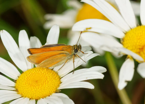 La mariposa en una flor de manzanilla — Foto de Stock
