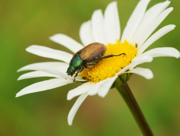 Bug em uma flor de camomila — Fotografia de Stock