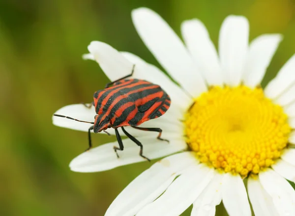Bug on a camomile flower — Stock Photo, Image
