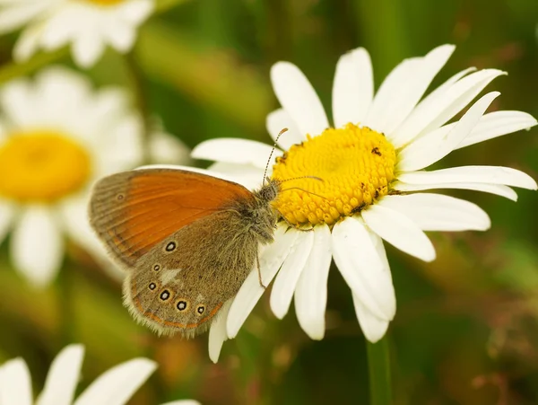 A borboleta em uma flor de camomila — Fotografia de Stock
