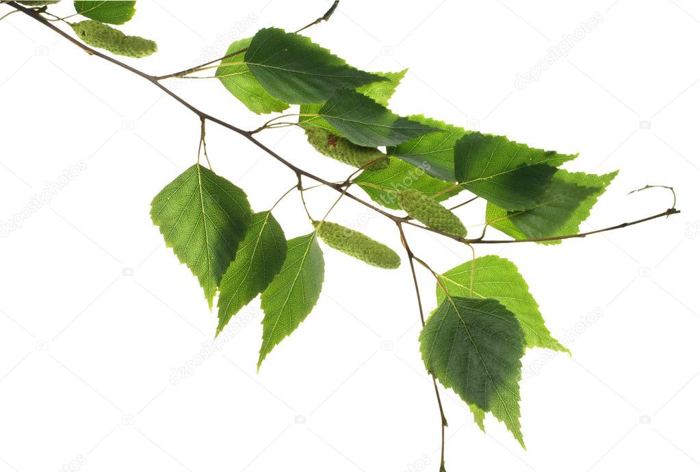 Birch branch on a white background