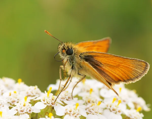 Бабочка на открытом воздухе на цветы — стоковое фото