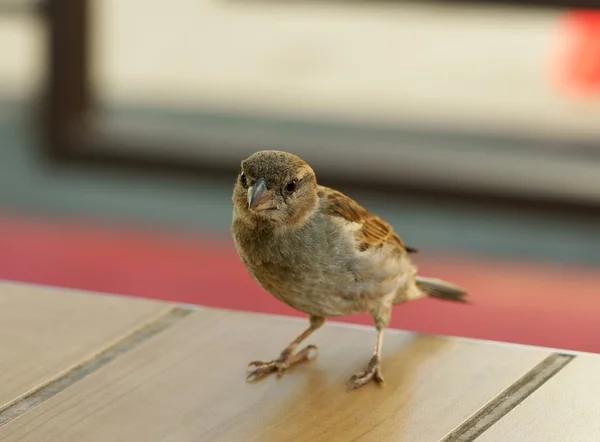 stock image Young sparrow