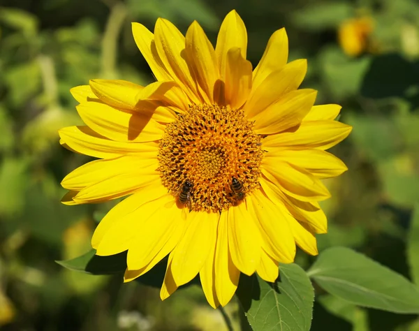 stock image Sunflower