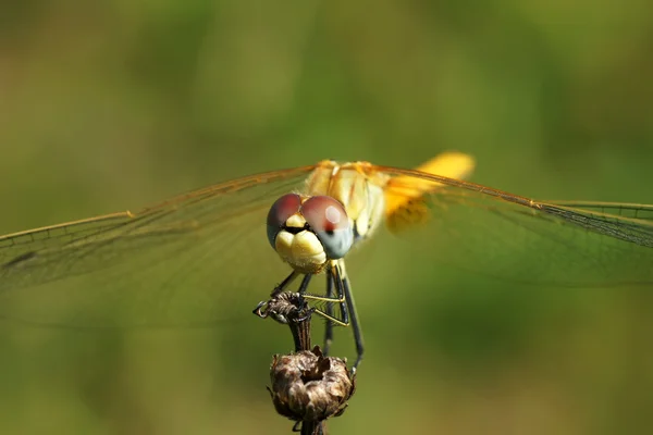 The big dragonfly on a branch — Stock Photo, Image