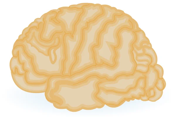 stock vector Human brain drawing