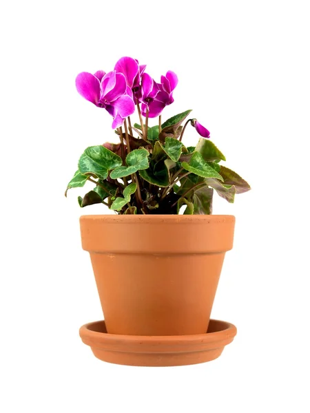 Planta de vaso — Fotografia de Stock