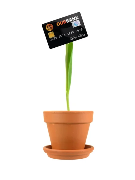 Blomma skuld — Stockfoto