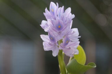 güzel su çiçekler. eichornia crassipes.