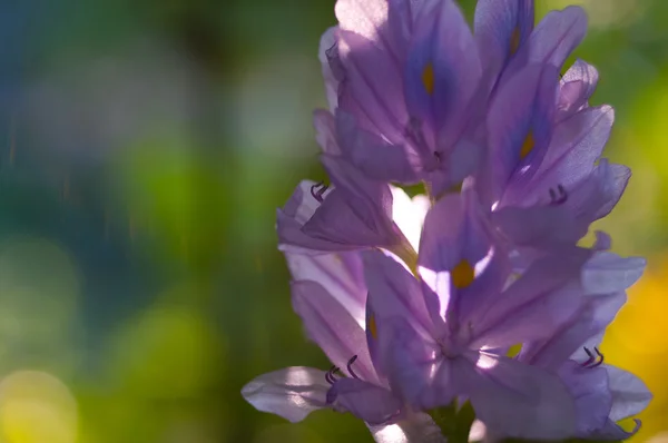 Krásný vodní květy. eichornia vodní hyacint. — Stock fotografie