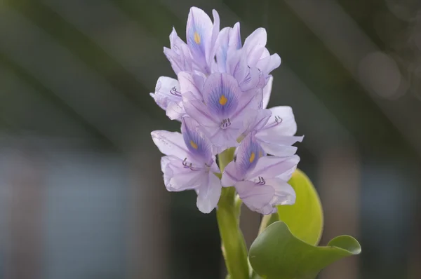 Hermosas flores de agua. Eichornia crassipes . —  Fotos de Stock