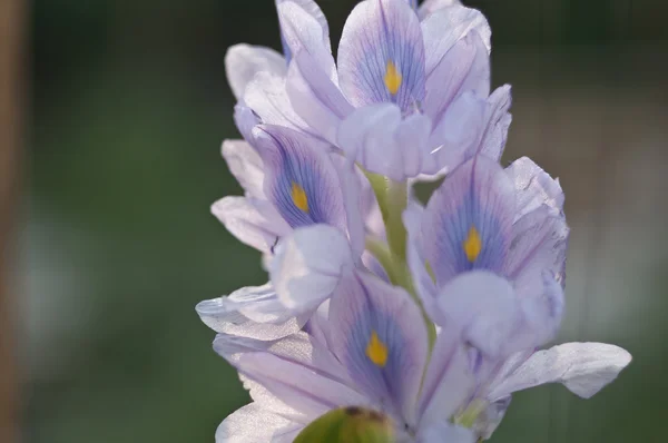 Schöne Wasserblumen. Eichornia crassipes. — Stockfoto