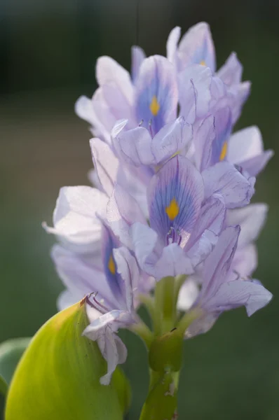 Krásný vodní květy. eichornia vodní hyacint. — Stock fotografie