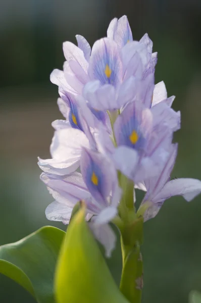 Güzel su çiçekler. eichornia crassipes. — Stok fotoğraf
