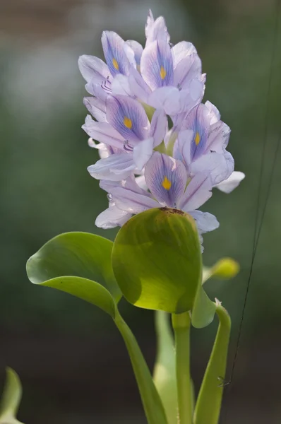 Vackra vatten blommor. eichornia återfanns. — Stockfoto
