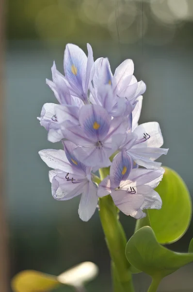 Hermosas flores de agua. Eichornia crassipes . — Foto de Stock
