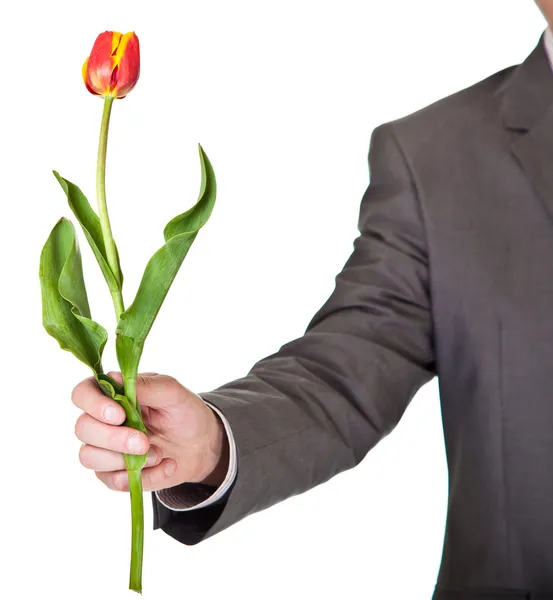 Чоловік у костюмі та краватці тримає квітку тюльпанів ізольовано на білому — стокове фото