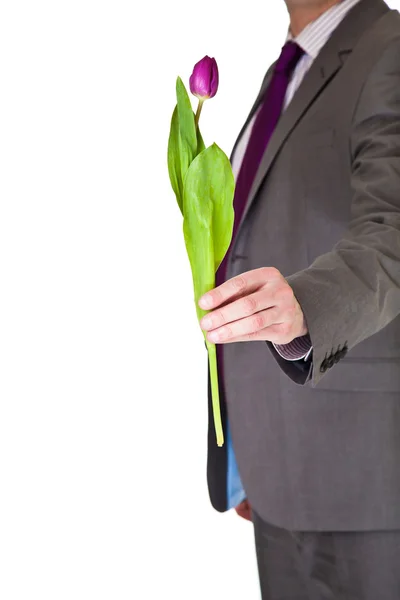 Hombre de traje y corbata sosteniendo flor de tulipán aislado en blanco — Foto de Stock