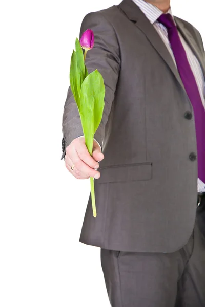 Man in pak en stropdas houden tulip flower geïsoleerd op wit — Stockfoto