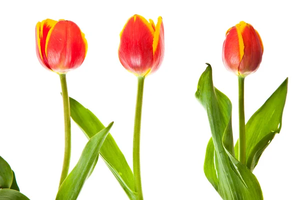 Elszigetelt fehér tulipán virág — Stock Fotó