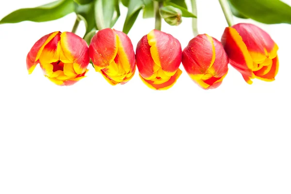 Tulpan blommor isolerad på vit — Stockfoto