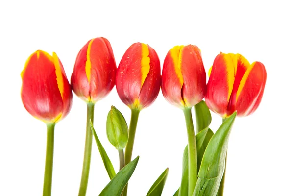 Fleurs de tulipes isolées sur blanc — Photo