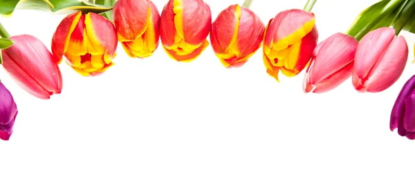 Tulpenblüten isoliert auf weiß — Stockfoto