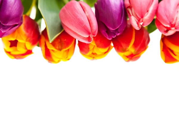Tulpenblüten isoliert auf weiß — Stockfoto