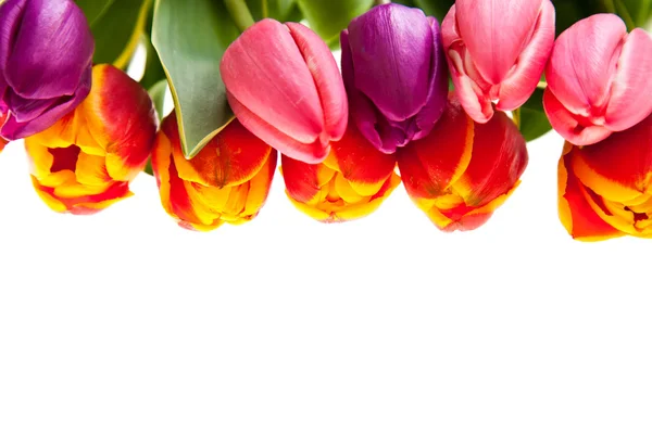 Fiori di tulipano isolati su bianco — Foto Stock
