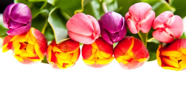 Flores de tulipa isoladas em branco — Fotografia de Stock