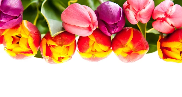 Elszigetelt fehér tulipán virág — Stock Fotó