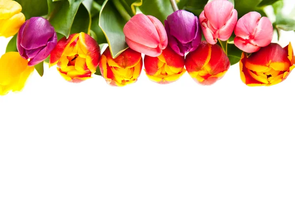 Lale çiçek üzerinde beyaz izole — Stok fotoğraf