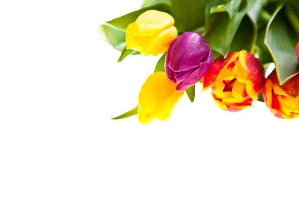 Tulp bloemen geïsoleerd op wit — Stockfoto